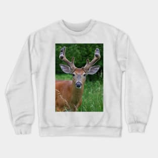 Big Antler Buck - White-tailed deer Crewneck Sweatshirt